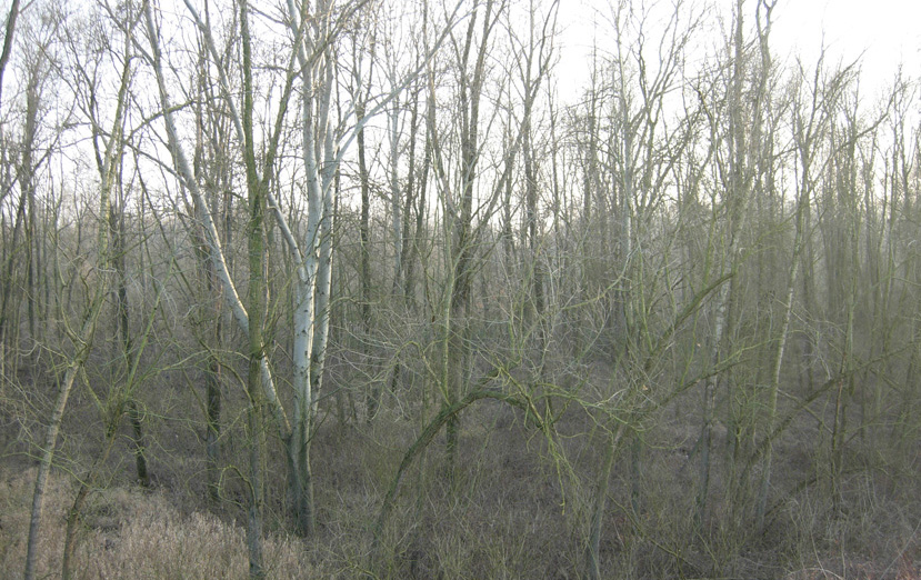 Lignicolo da determinare (Bjerkandera fumosa)